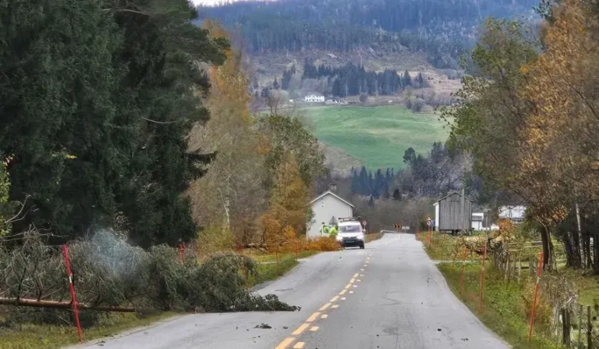 Veltet trær i Orkland